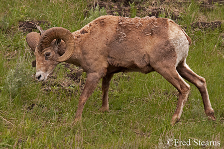 Yellowstone National Park Big Horn Ram